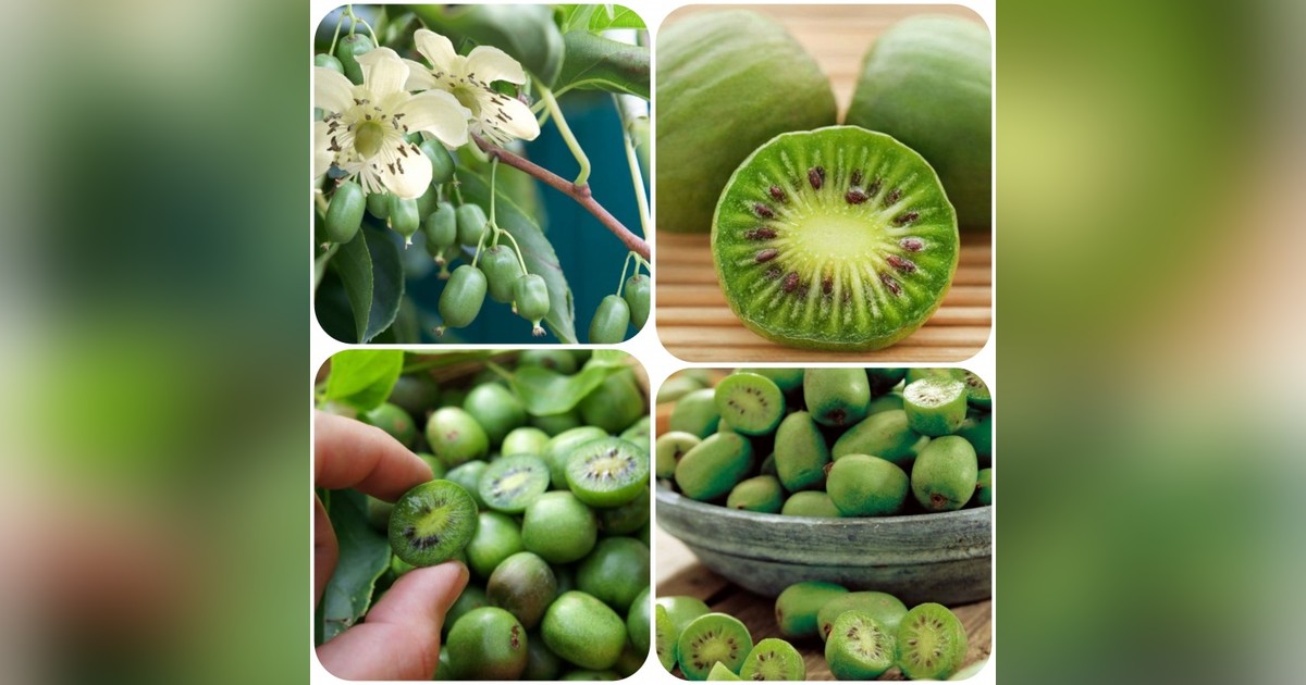 Issai kopasz mini kiwi magok eladók + AJÁNDÉK