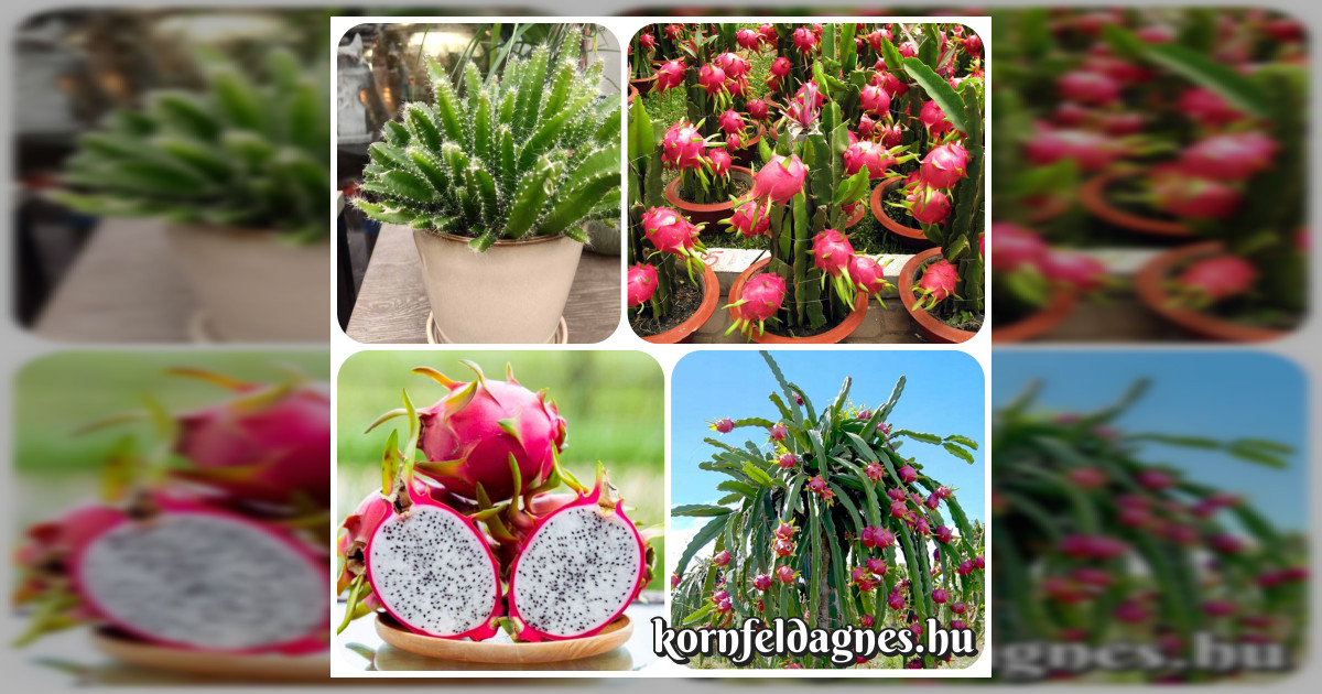 Pitaya magok eladók + AJÁNDÉK