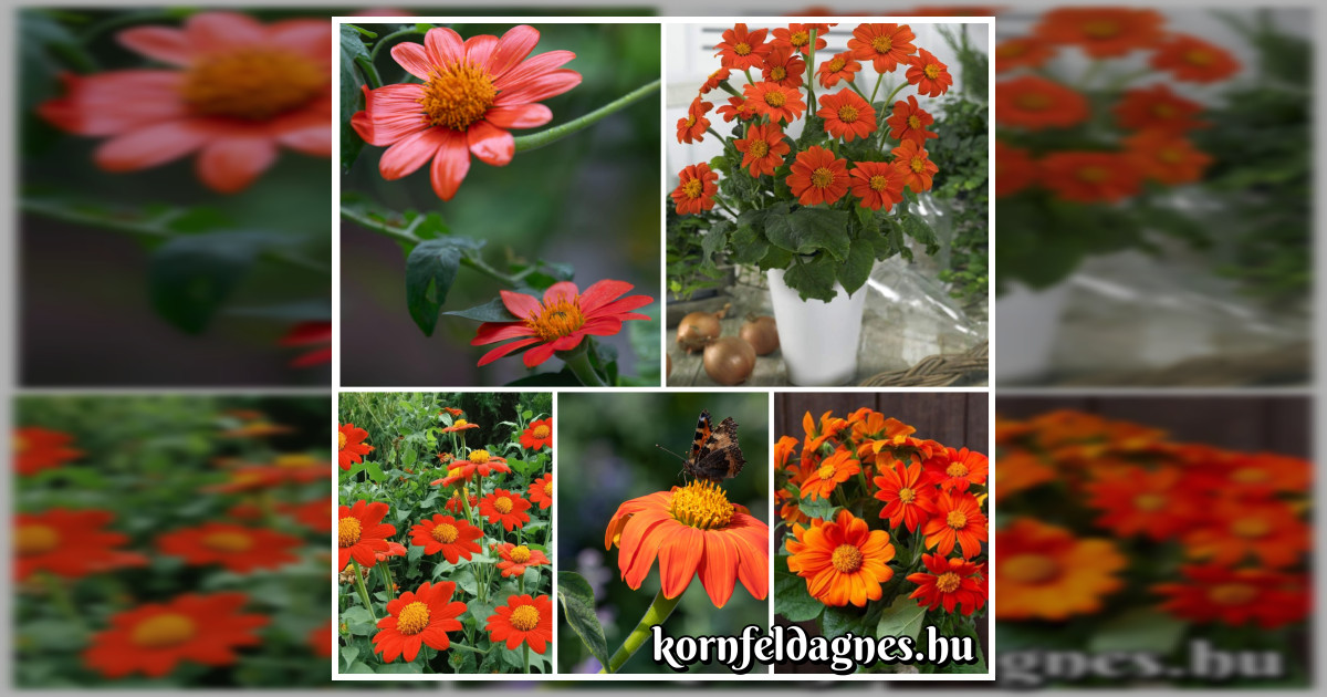 Tithonia rotundfolia magok eladók + AJÁNDÉK