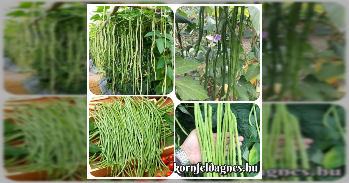 Ritkaság! Méteres zöldbab magok eladók + AJÁNDÉK