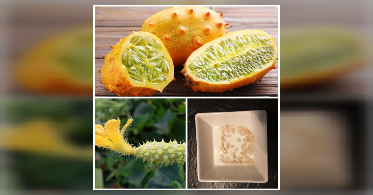 Kiwano magok eladók + AJÁNDÉK!