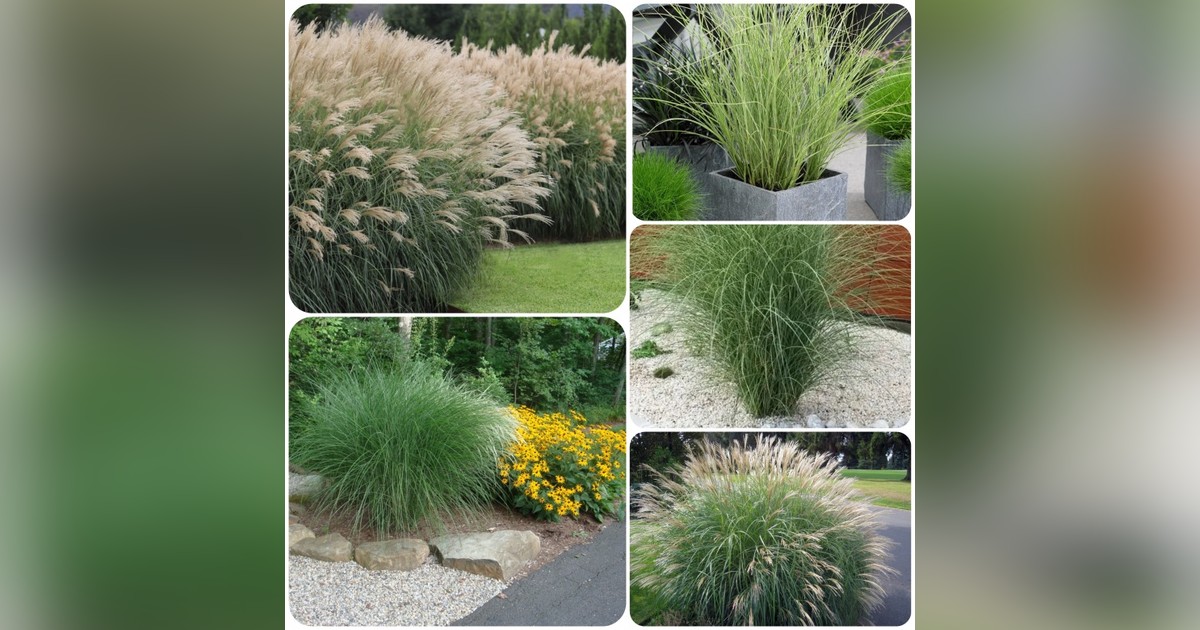 Japanfű (Miscanthus sinensis) magok eladók + AJÁNDÉK