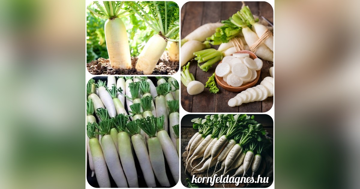 Jégcsapretek magok eladók + AJÁNDÉK