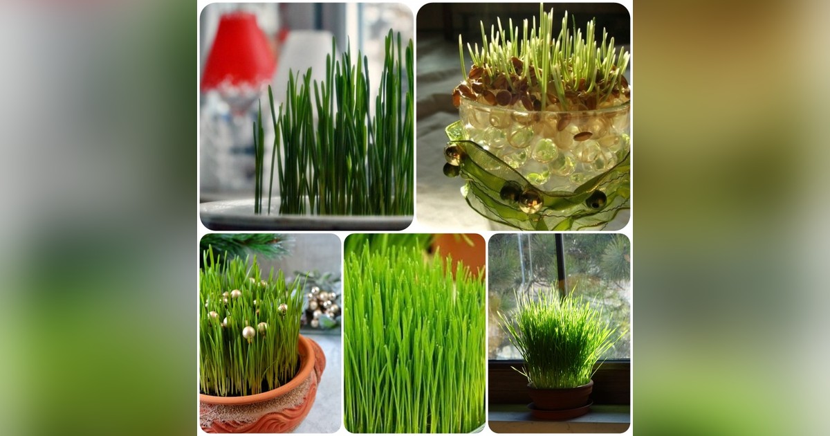 Jövendöl, díszít és táplál! Lucanapi búza magok eladók + AJÁNDÉK