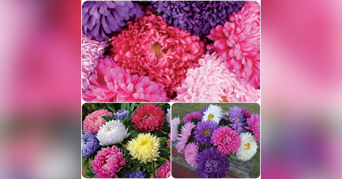 Kaliforniai óriás callistephus chinensis mix magok eladók + AJÁNDÉK!