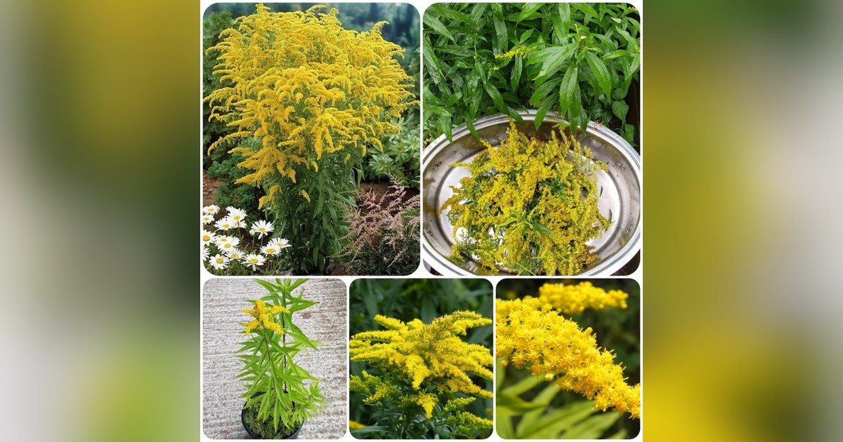 Kanadai aranyvessző (Solidago canadensis) magok eladók + AJÁNDÉK