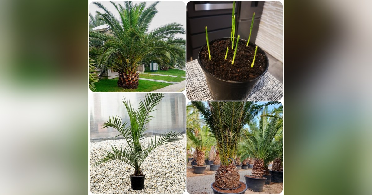 Kanári datolyapalma magok eladók + AJÁNDÉK!