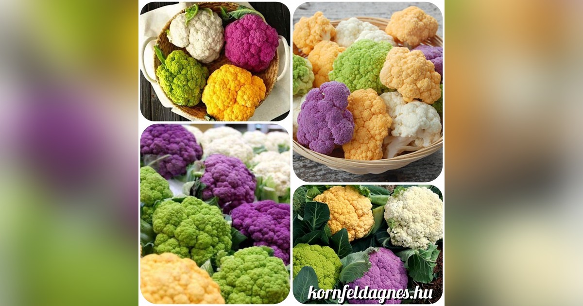 Karfiol rainbow mix magok eladók + AJÁNDÉK