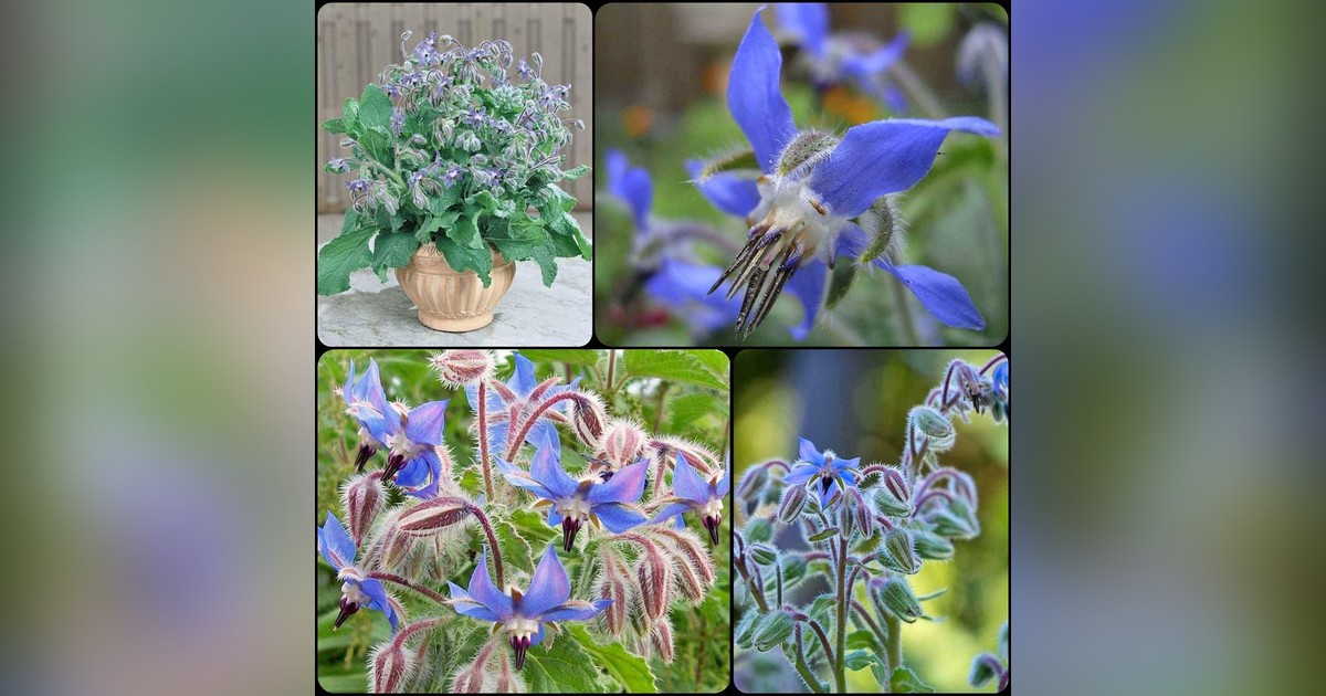 Kerti borágó (borago officinalis) magok eladók + AJÁNDÉK