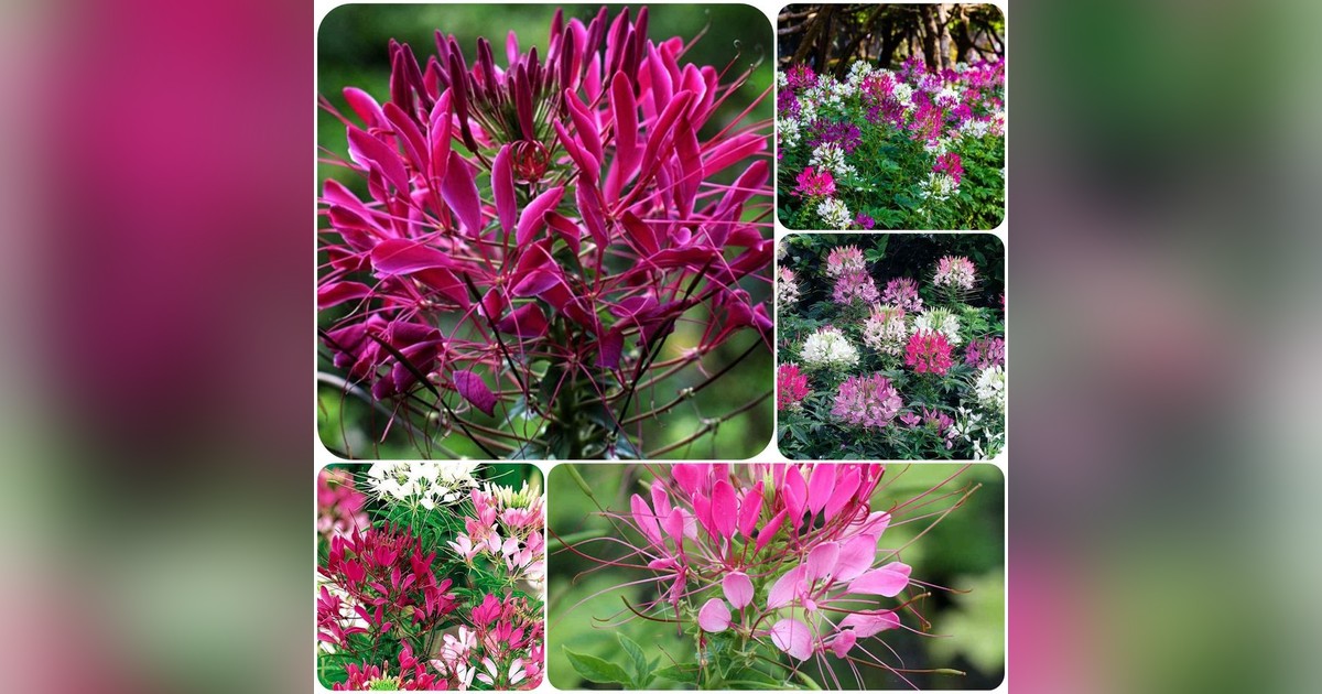 Kleopátra tűje (cleome spinosa) mix magok eladók + AJÁNDÉK