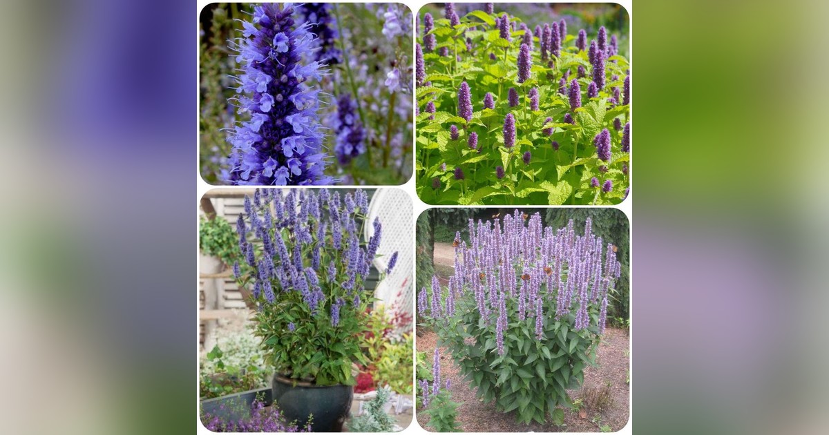 Koreai menta magok eladók + AJÁNDÉK