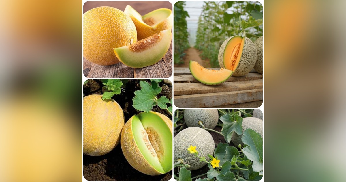 Különleges 'Ananas' sárgadinnye magok eladók + AJÁNDÉK