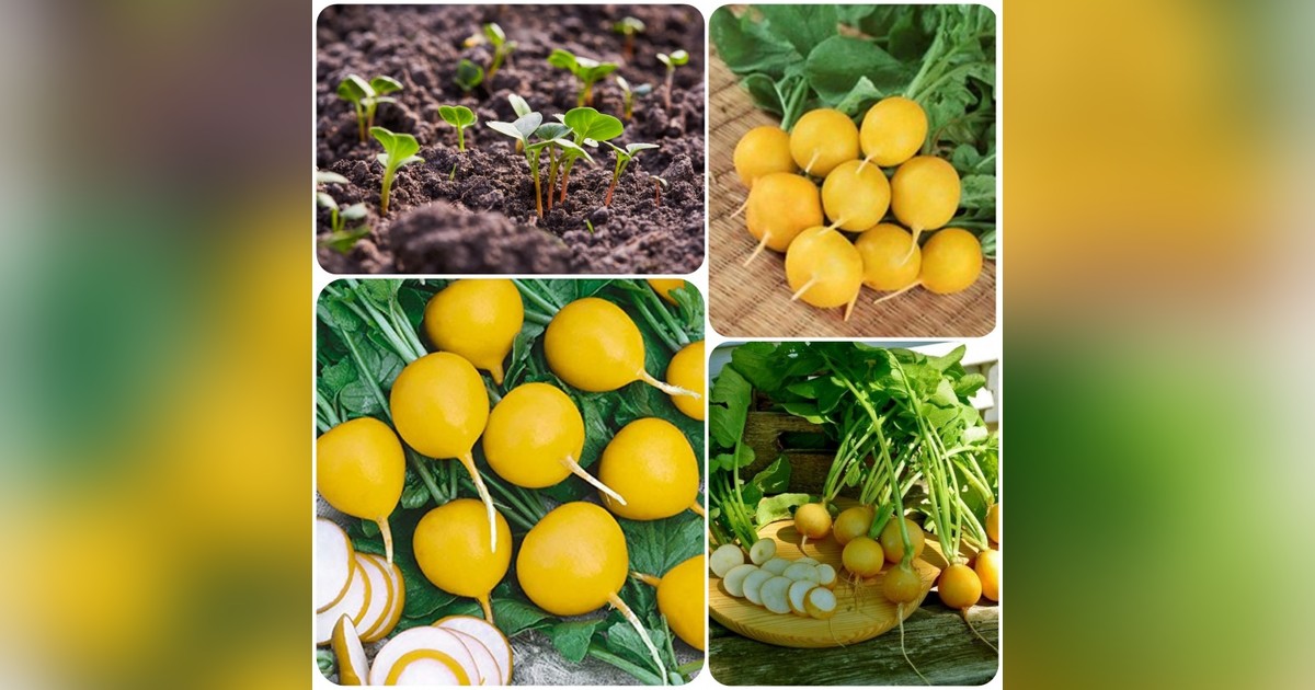 Különleges citromsárga retek &#039;zlata&#039; magok eladók + AJÁNDÉK