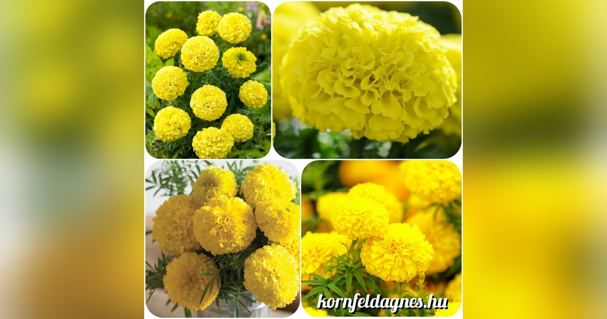 Különleges citromsárga Tagetes patula 'Mary Helen' magok eladók + AJÁNDÉK