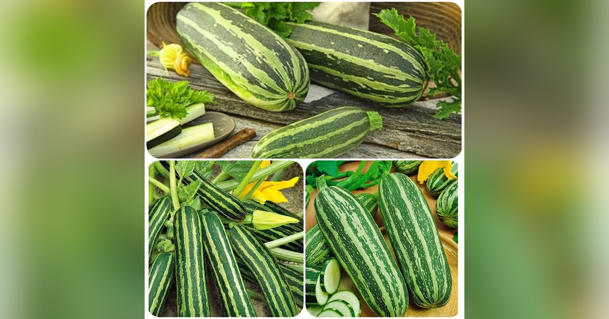 Különleges csíkos cukkini magok eladók + AJÁNDÉK