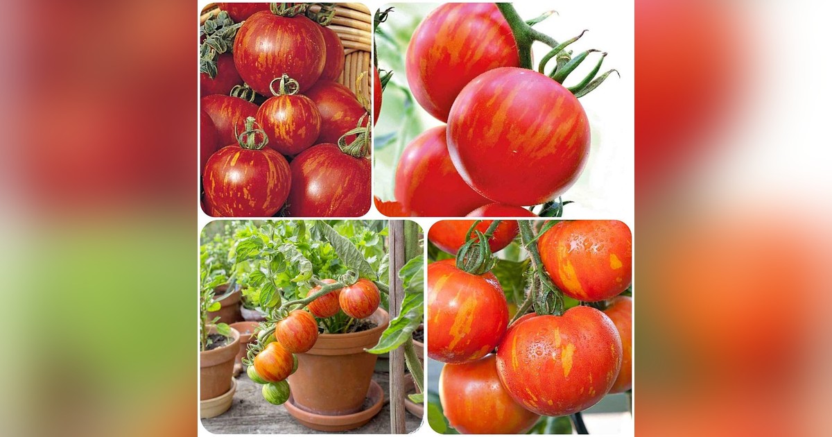 Különleges csíkos paradicsom magok eladók + AJÁNDÉK