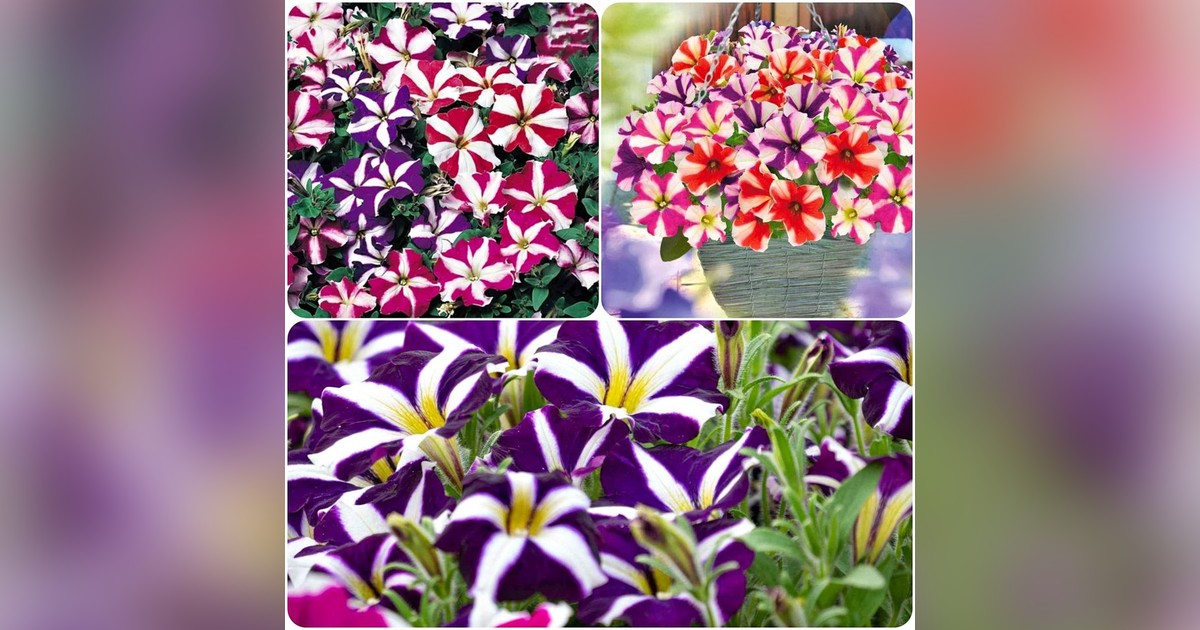 Különleges csíkos petunia mix magok eladók + AJÁNDÉK