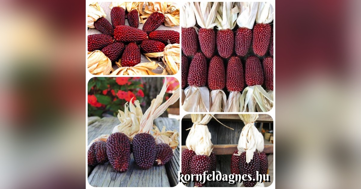 Különleges díszkukorica magok eladók + AJÁNDÉK