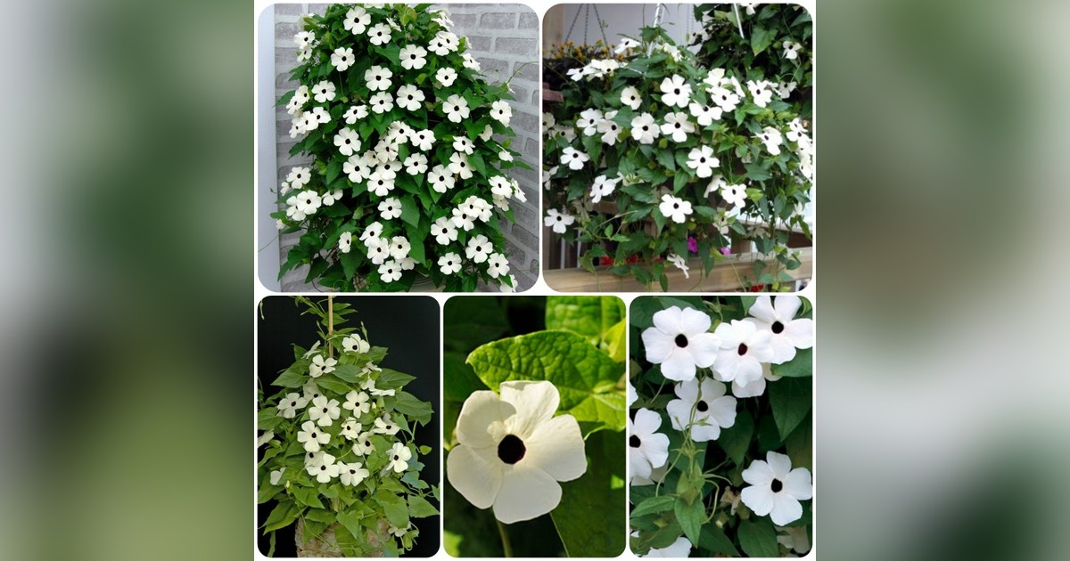 Különleges fehér szárnyas feketeszem magok eladók + AJÁNDÉK