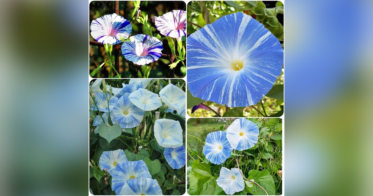 Különleges Ipomoea Tricolor 'Flying Saucer' magok eladók + AJÁNDÉK