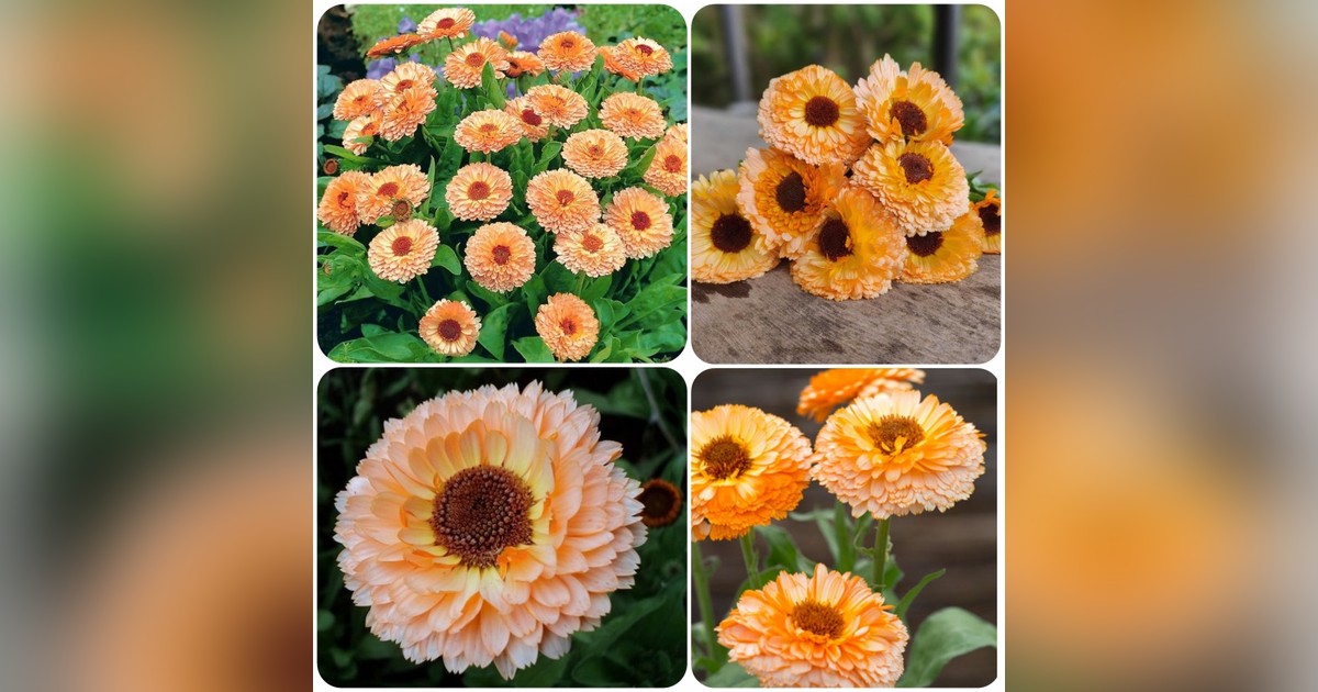 Különleges körömvirág 'Pink Surprise' magok eladók + AJÁNDÉK