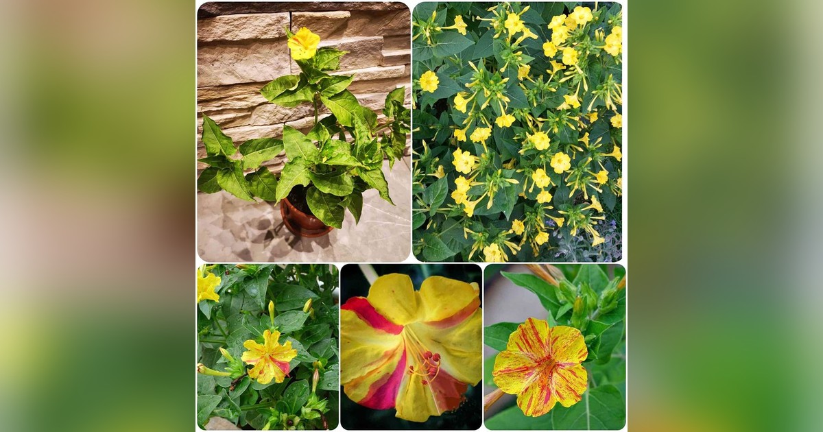 Különleges Mirabilis jalapa 'red in yellow' magok eladók + AJÁNDÉK
