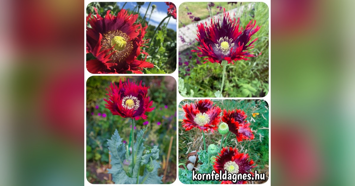 Különleges papaver paeoniflorum 'drama queen' magok eladók + AJÁNDÉK
