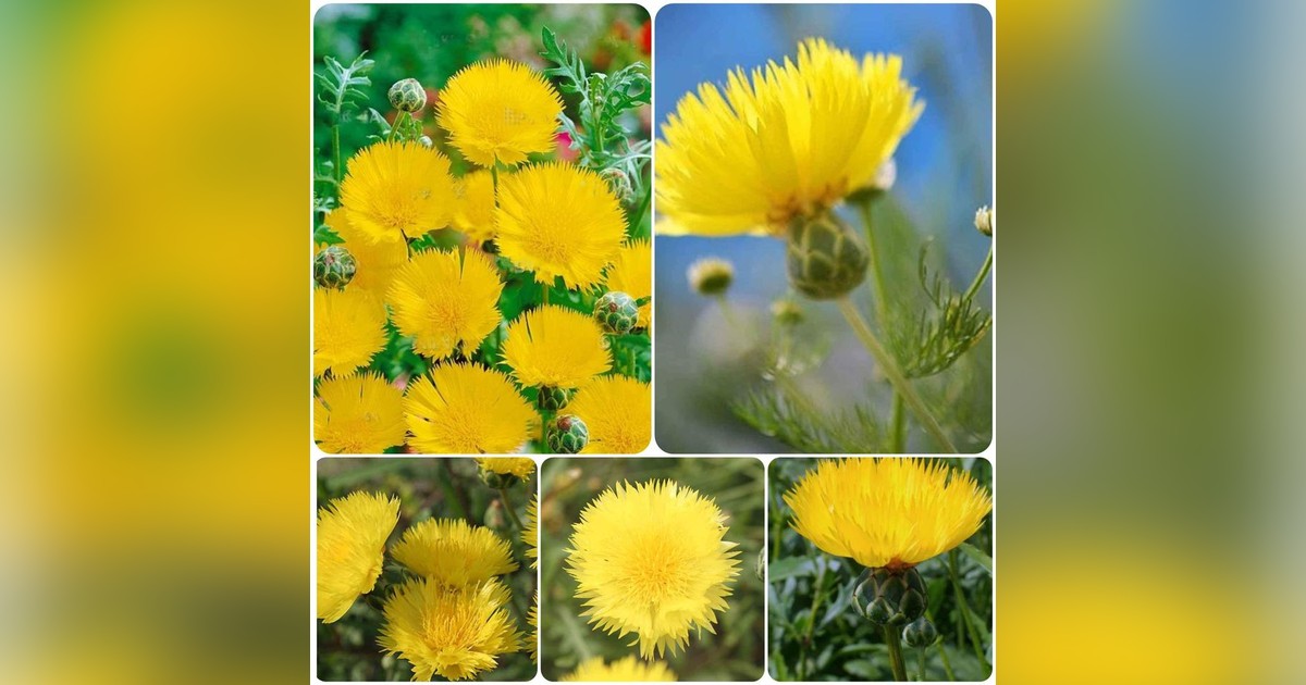Különleges sárga búzavirág "sweet sultan yellow" magok eladók + AJÁNDÉK