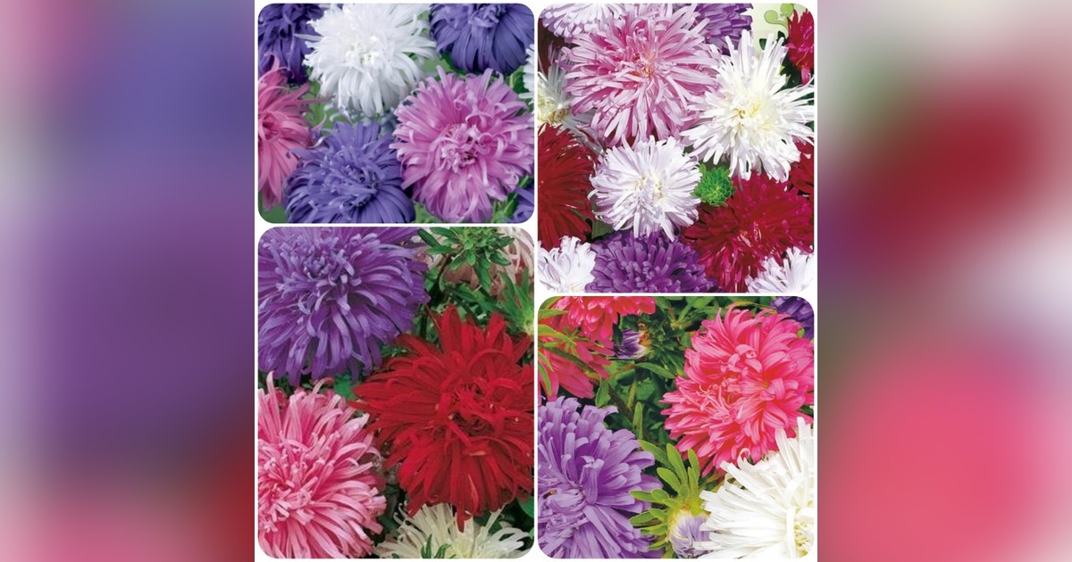 Különleges strucctoll őszirózsa mix magok eladók + AJÁNDÉK