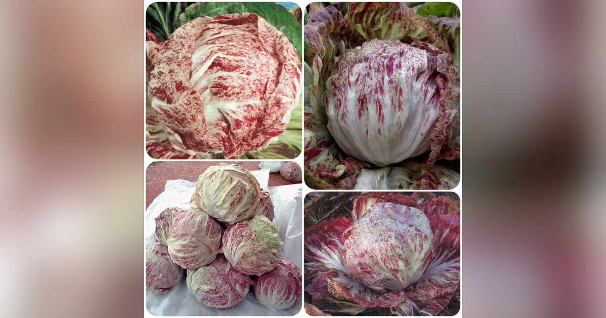 Különleges Variegata cikoria magok eladók + AJÁNDÉK