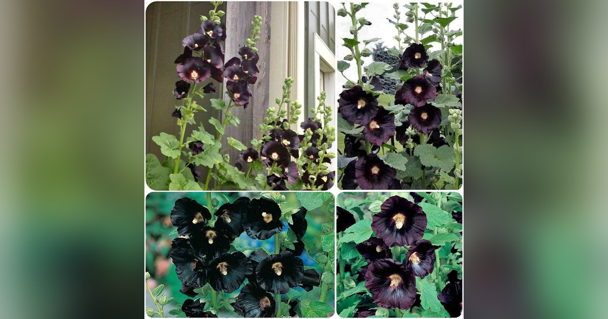 KÜLÖNLEGESSÉG! Alcea rosea 'Nigra' magok eladók + AJÁNDÉK