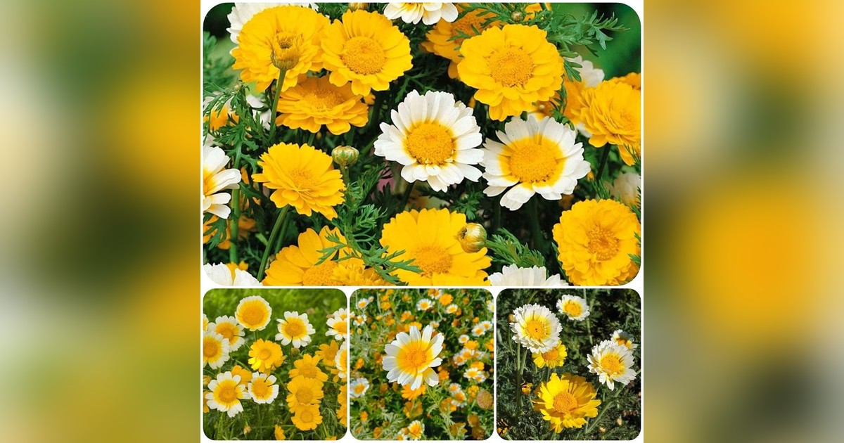 KÜLÖNLEGESSÉG! Ehető krizantém magok eladók + AJÁNDÉK