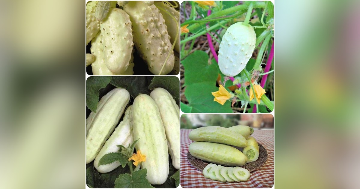 Különlegesség! Fehér Uborkamagok (White Wonder) eladók + AJÁNDÉK