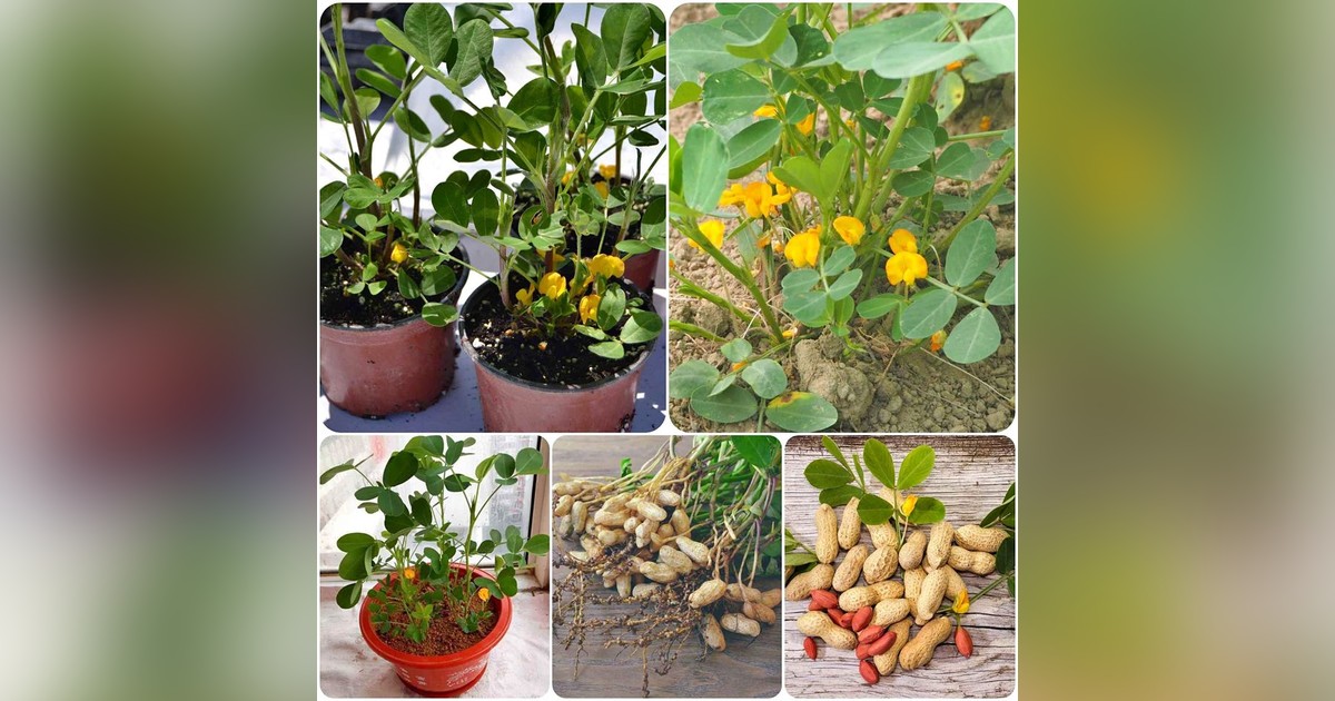 Különlegesség! Földimogyoró magok eladók + AJÁNDÉK