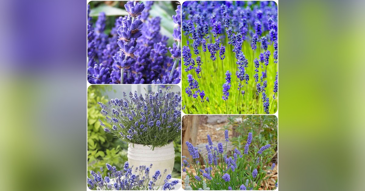 KÜLÖNLEGESSÉG! Kék levendula magok eladók + AJÁNDÉK