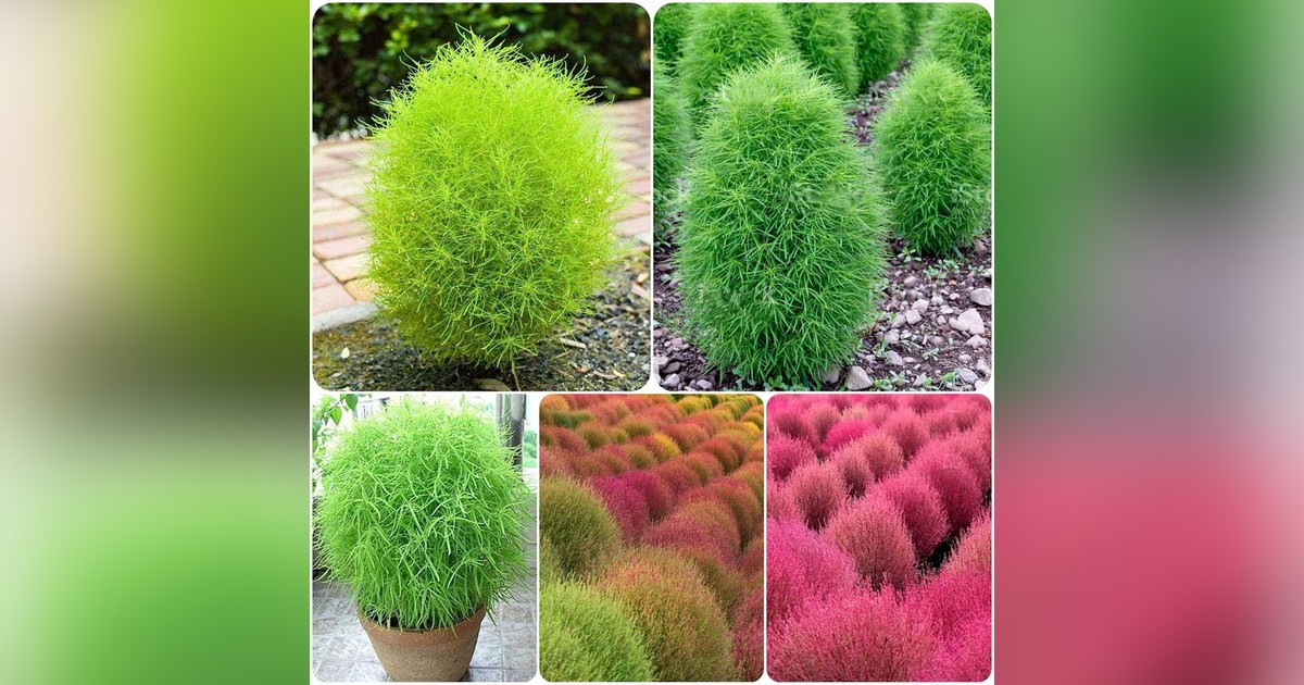 KÜLÖNLEGESSÉG! Kochia Scoparia magok eladók + AJÁNDÉK