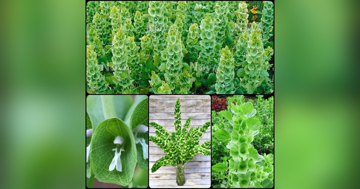 Különlegesség! Moluccella laevis magok eladók + AJÁNDÉK