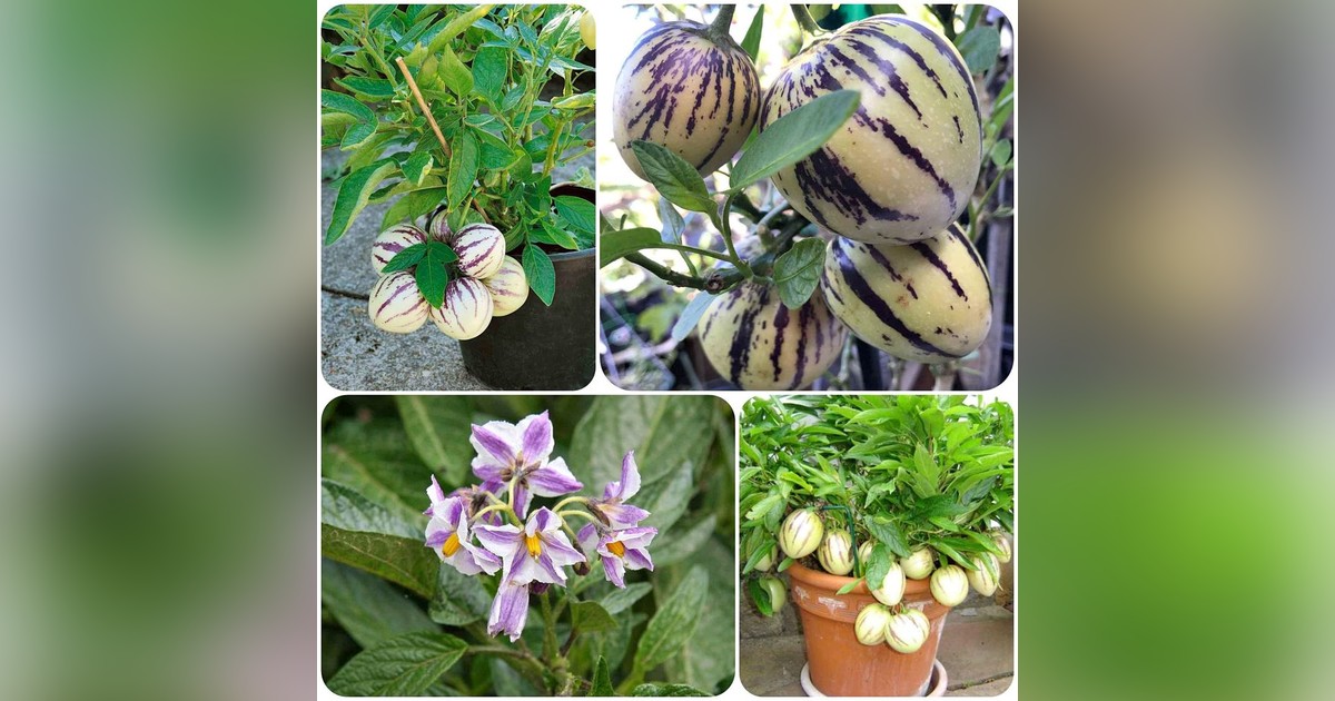 KÜLÖNLEGESSÉG!! Solanum muricatum (Tojásdinnye) magok eladók + AJÁNDÉK