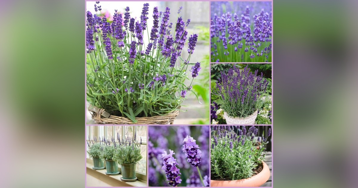 Lavandula angustifolia (orvosi levendula) magok eladók + AJÁNDÉK