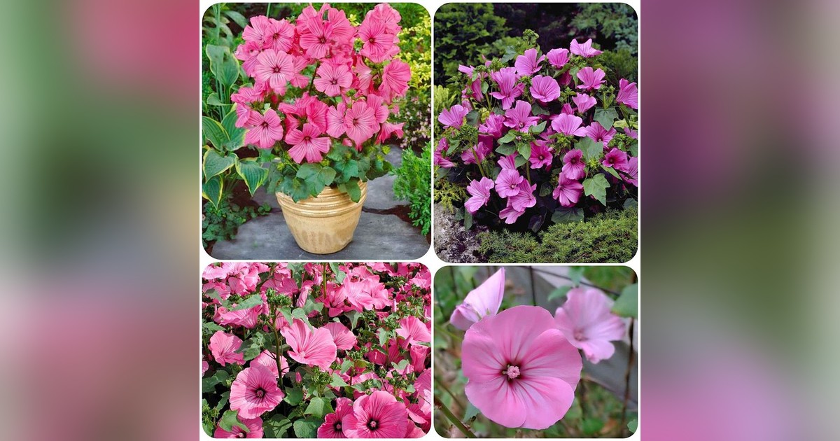 Lavatera Trimestris magok eladók + AJÁNDÉK