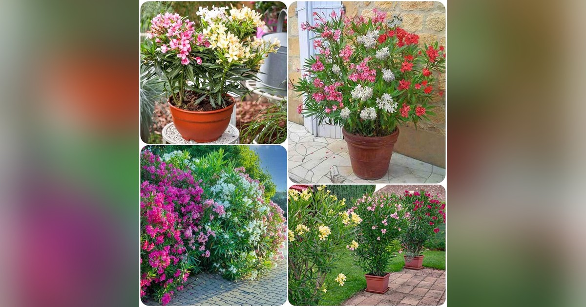 Leander (Nerium Oleander) vegyes szinű magok eladók + AJÁNDÉK