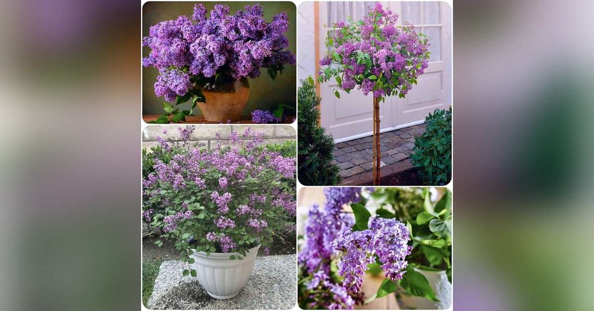 Lila orgona magok eladók + AJÁNDÉK