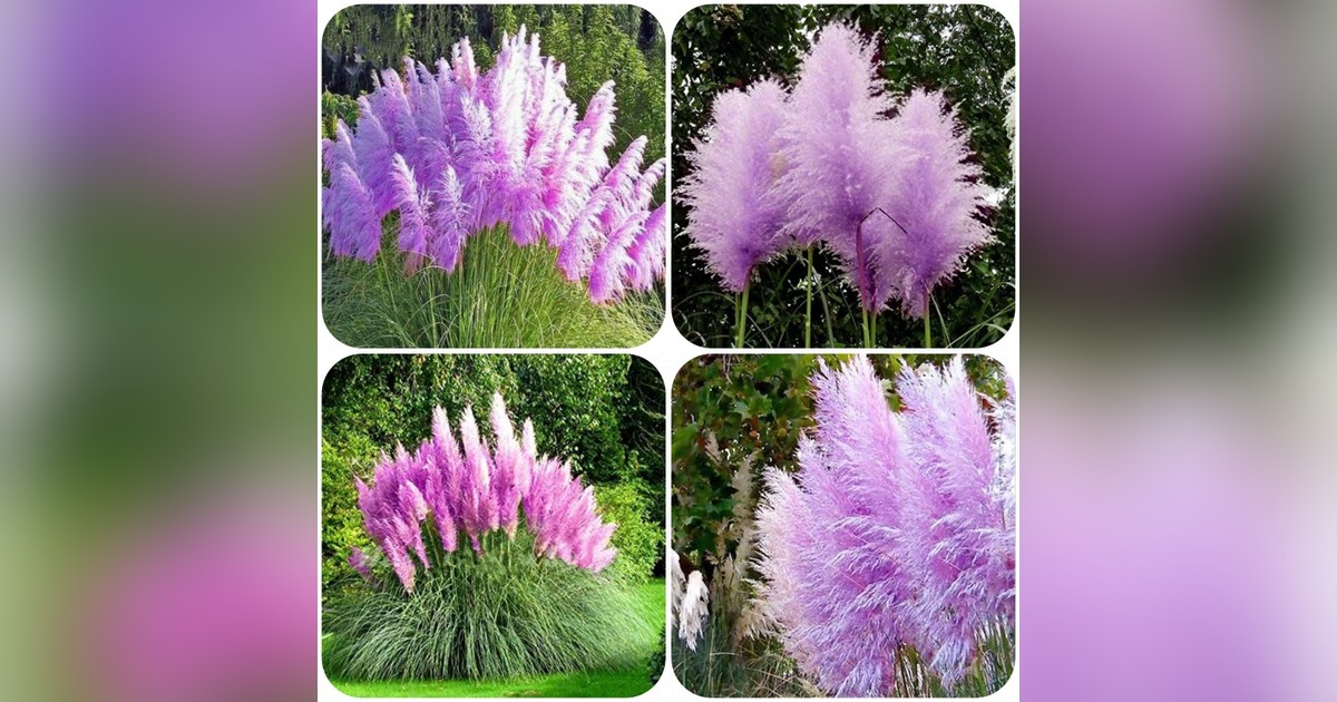 Lila pampafű magok eladók + AJÁNDÉK!