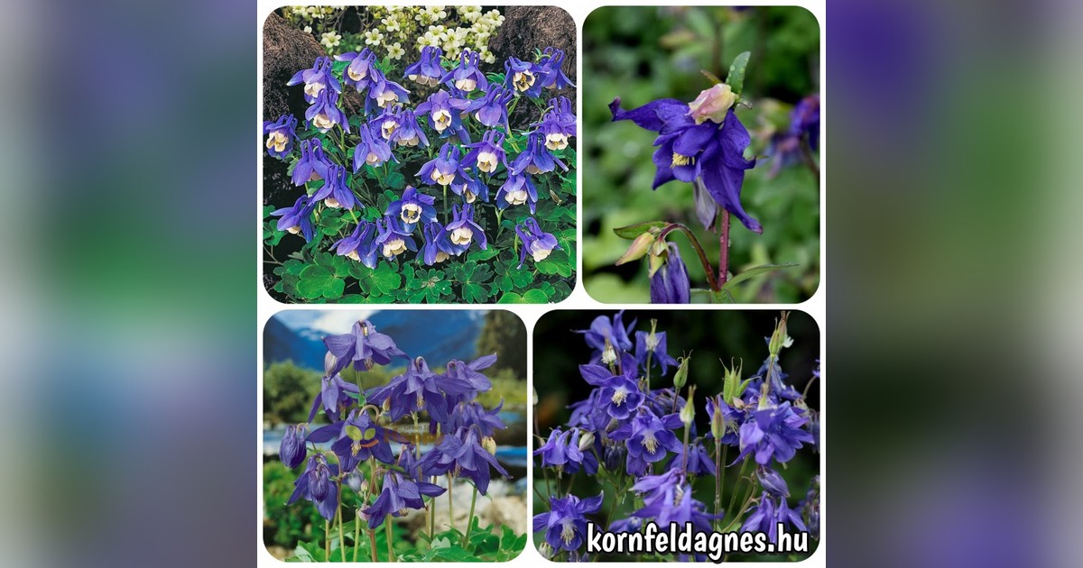 Liláskék alpesi harangláb magok eladók + AJÁNDÉK