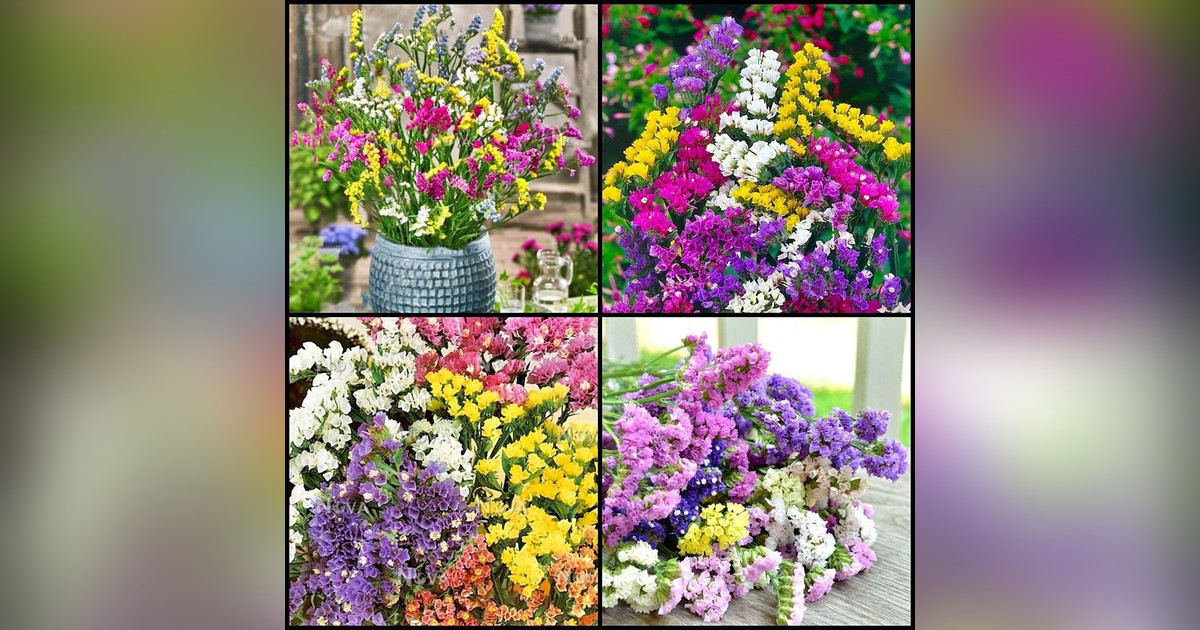 Limonium sinuatum magok eladók + AJÁNDÉK