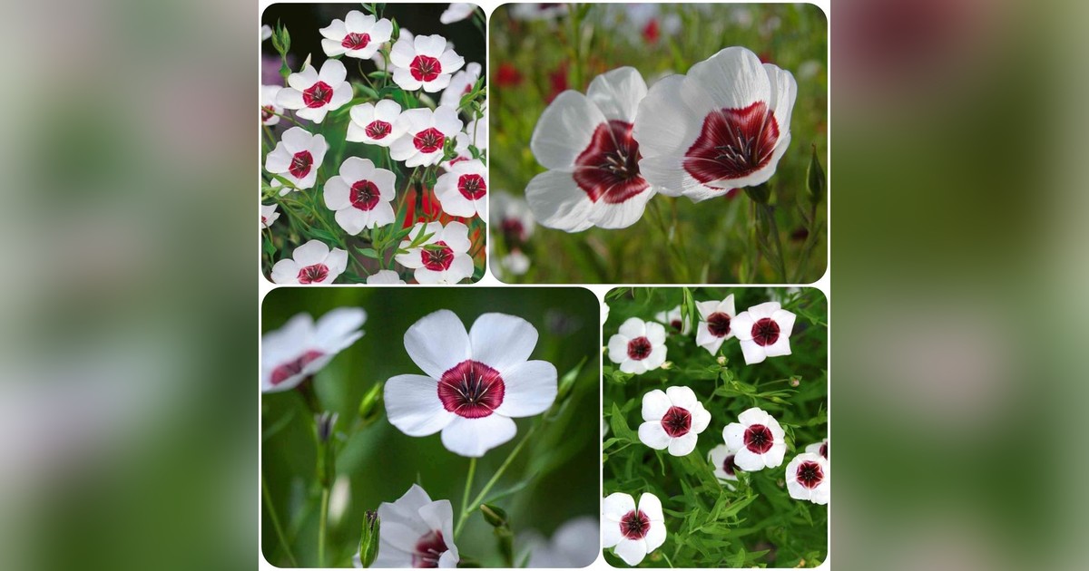 Linum grandiflorum (díszlen) magok eladók + AJÁNDÉK