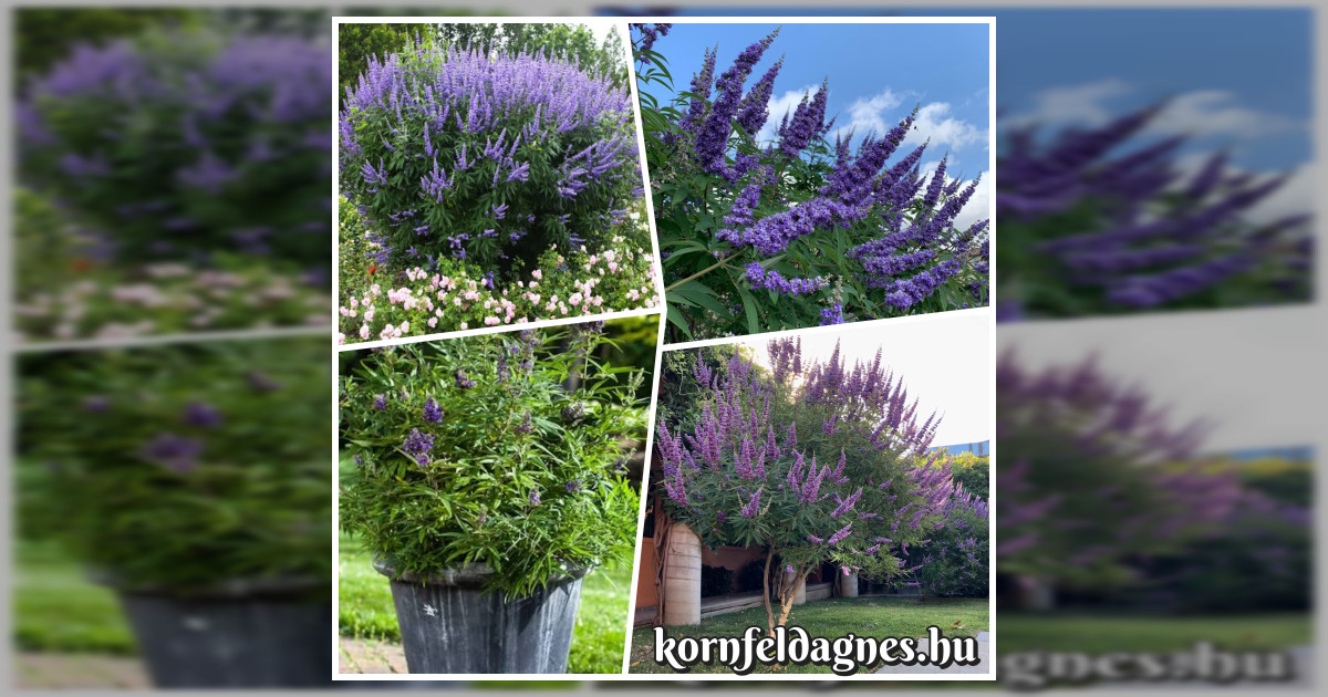 Illatos barátcserje magok eladók + AJÁNDÉK