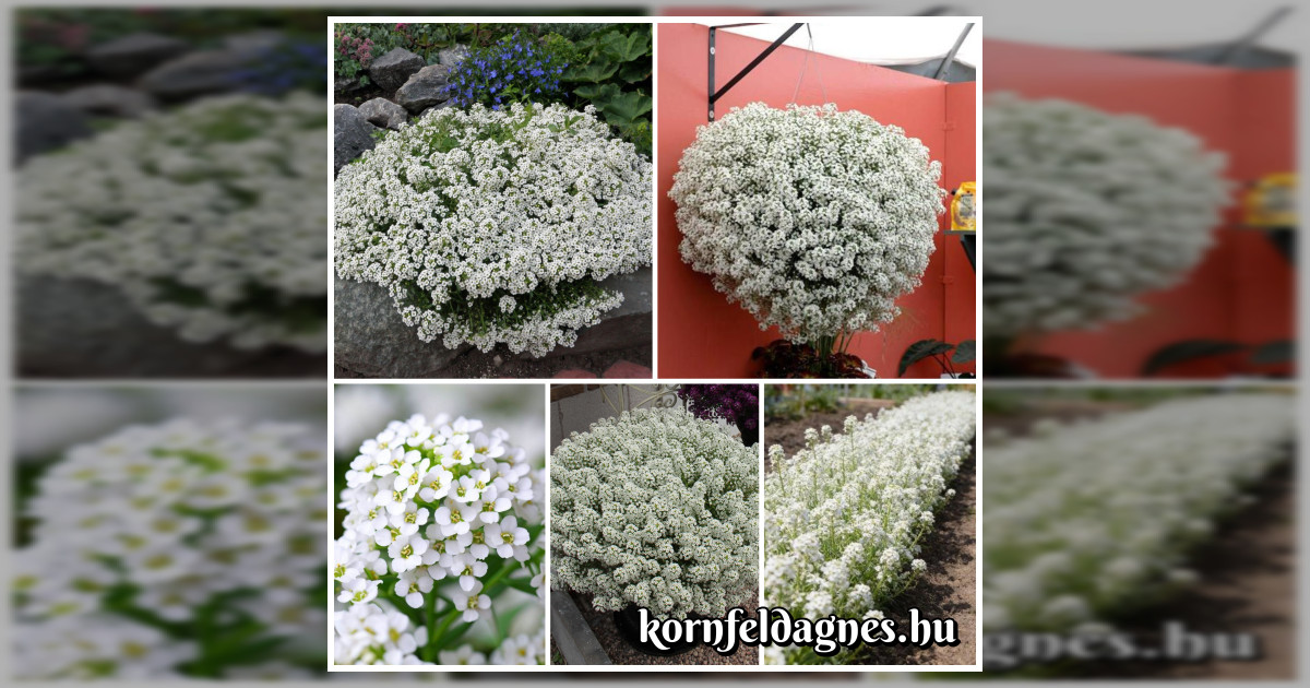 Illatos hófehér lobularia maritima magok eladók + AJÁNDÉK