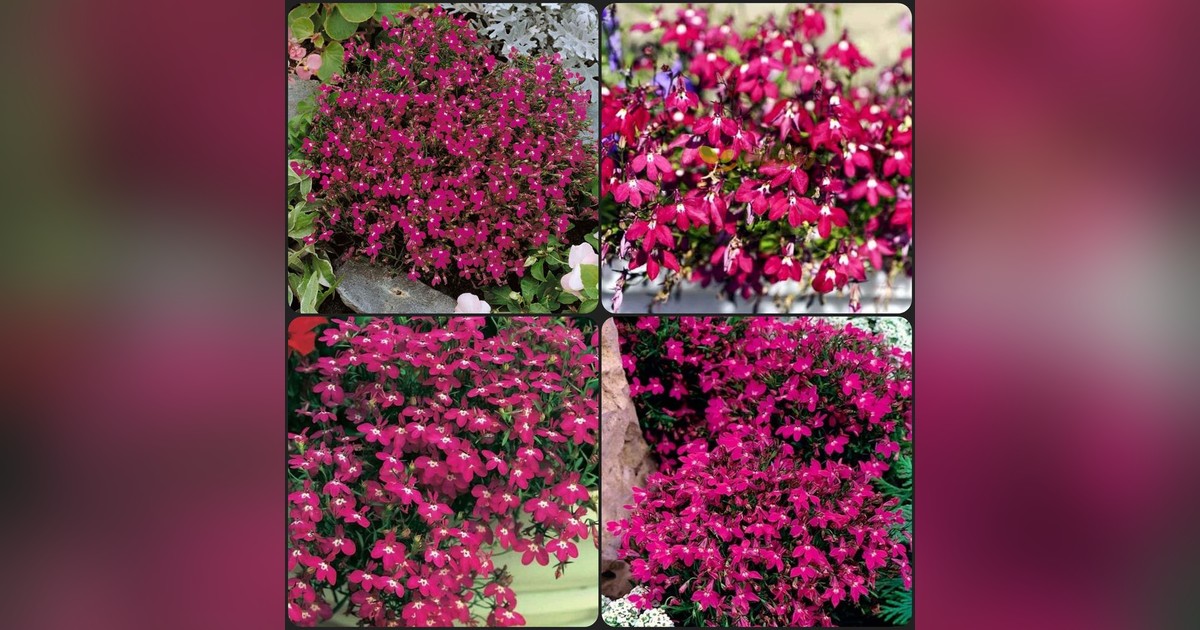 Lobelia erinus 'rosamund' magok eladók + AJÁNDÉK
