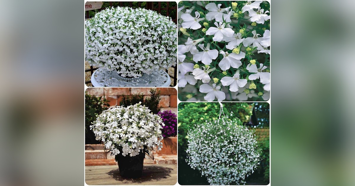 Lobelia pendula 'reggata white' magok eladók + AJÁNDÉK